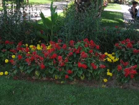 JOLIE FLEURE D'AMOURE